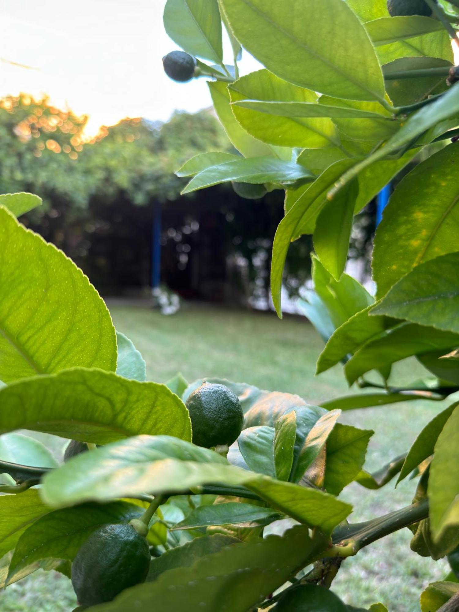 Valentinas Garden Διαμέρισμα Σπλιτ Εξωτερικό φωτογραφία